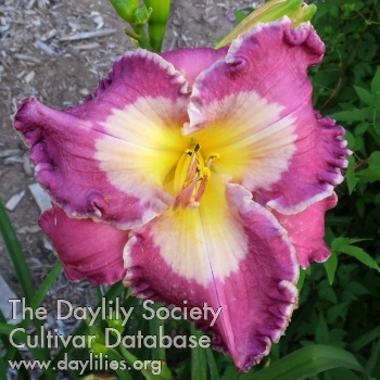 Daylily Earth Spirit